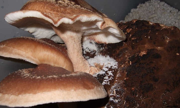 Growing Shiitake Mushrooms At Home: The Guide