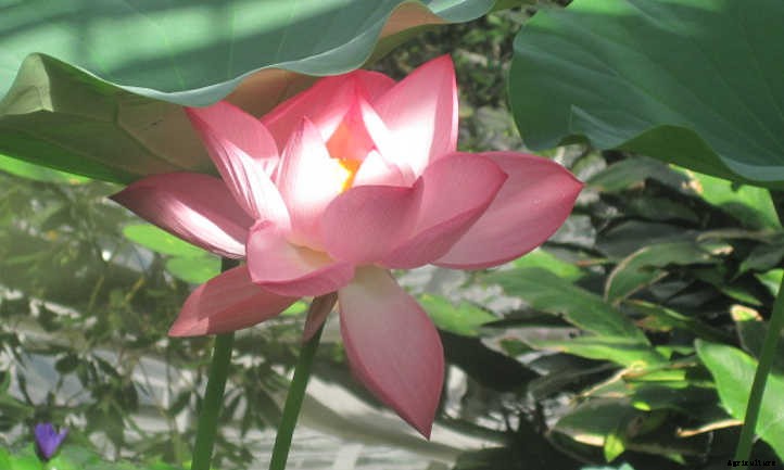How to Grow Lotus Root For A Peaceful Pond