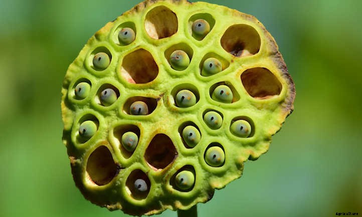 How to Grow Lotus Root For A Peaceful Pond