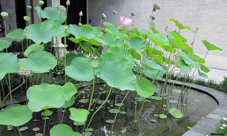 How to Grow Lotus Root For A Peaceful Pond