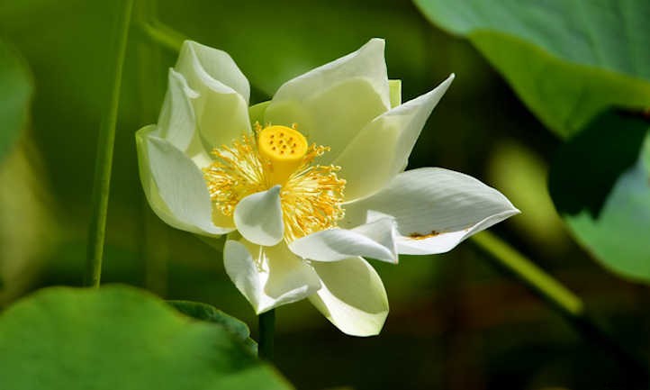 How to Grow Lotus Root For A Peaceful Pond