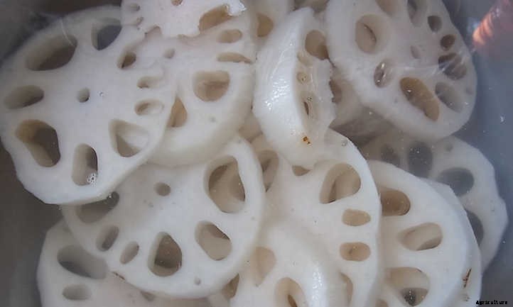 How to Grow Lotus Root For A Peaceful Pond