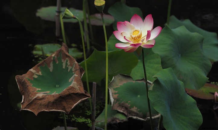 How to Grow Lotus Root For A Peaceful Pond