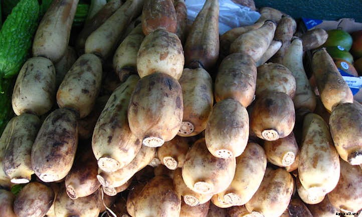 How to Grow Lotus Root For A Peaceful Pond