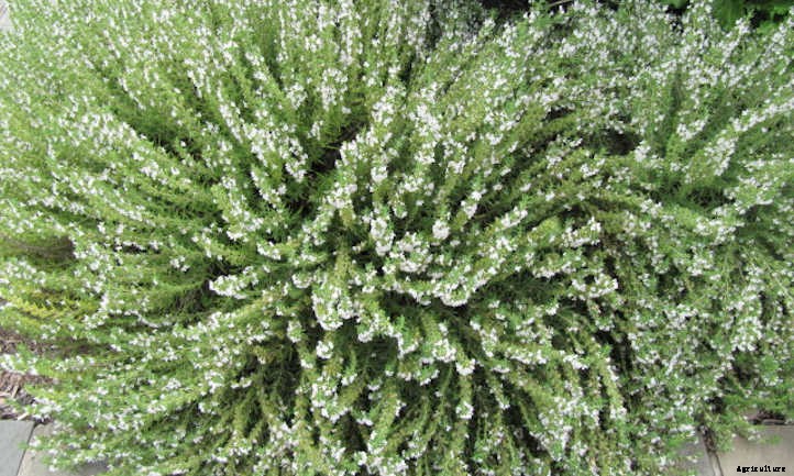 Growing Savory: Winter or Summer Seasoning