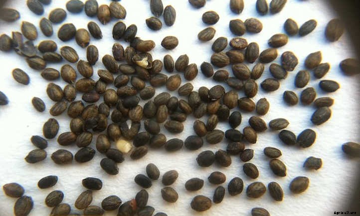 Growing Savory: Winter or Summer Seasoning