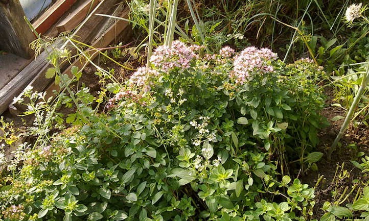 Growing Savory: Winter or Summer Seasoning