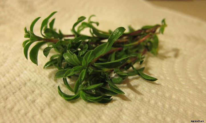 Growing Savory: Winter or Summer Seasoning