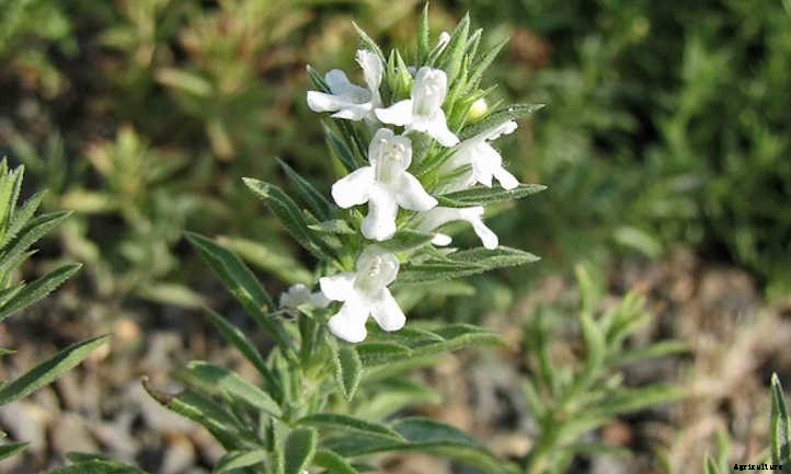 Growing Savory: Winter or Summer Seasoning