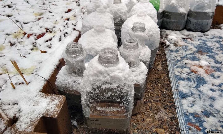 Winter Sowing Gets Plants Started Quickly