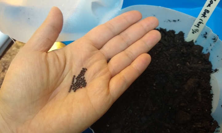 Winter Sowing Gets Plants Started Quickly