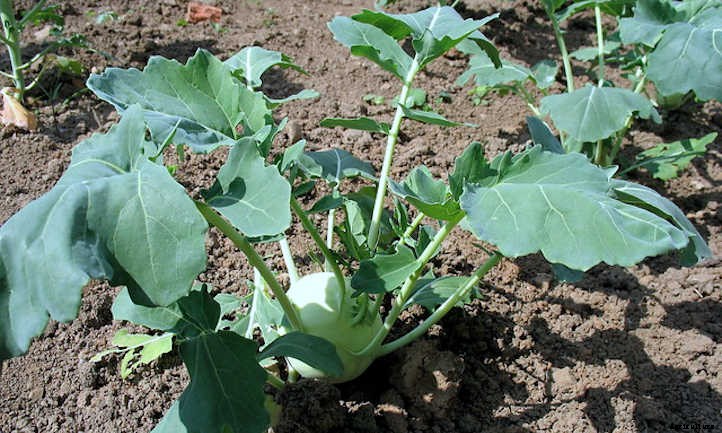 Growing Kohlrabi: A Weird, Alien-Looking Vegetable