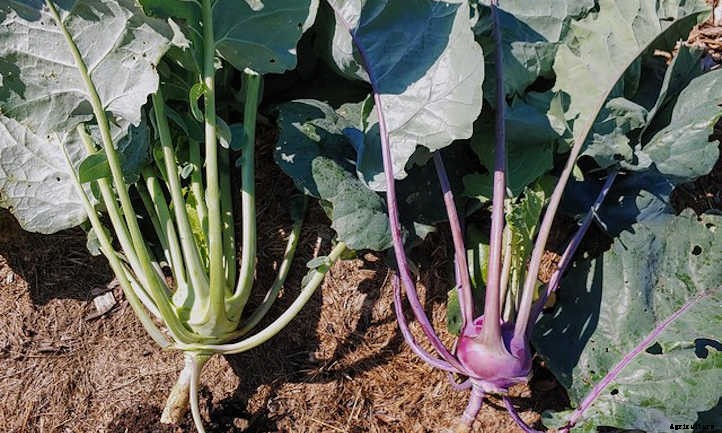 Growing Kohlrabi: A Weird, Alien-Looking Vegetable