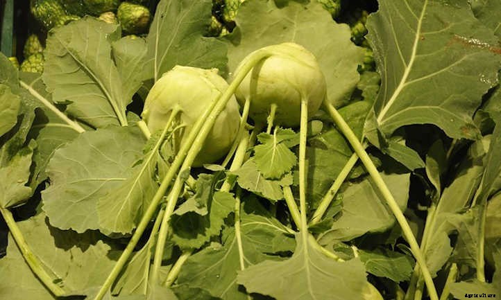 Growing Kohlrabi: A Weird, Alien-Looking Vegetable