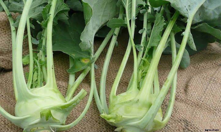Growing Kohlrabi: A Weird, Alien-Looking Vegetable