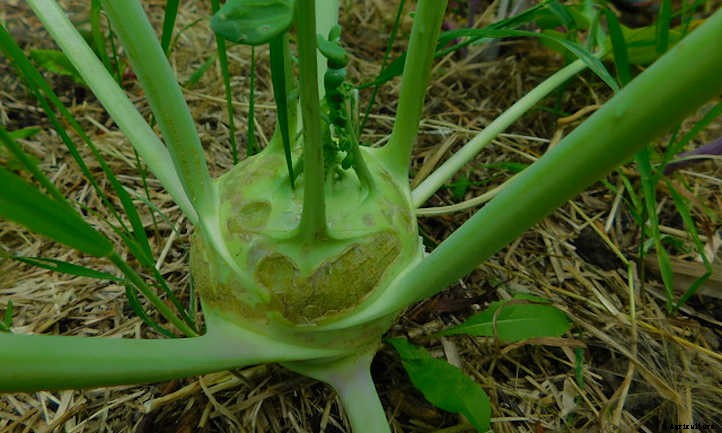 Growing Kohlrabi: A Weird, Alien-Looking Vegetable