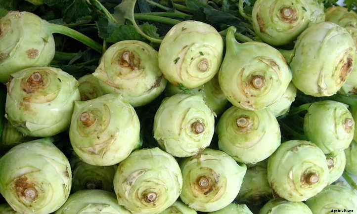 Growing Kohlrabi: A Weird, Alien-Looking Vegetable