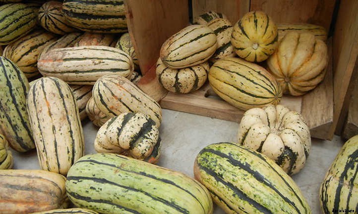 Growing Delicata Squash For Autumn Flavor