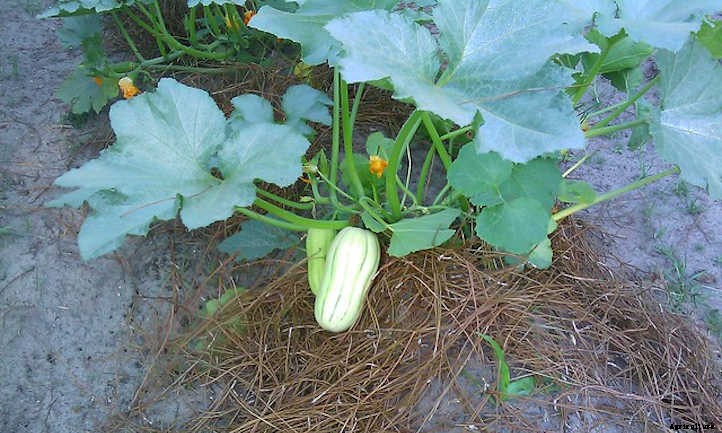Growing Delicata Squash For Autumn Flavor