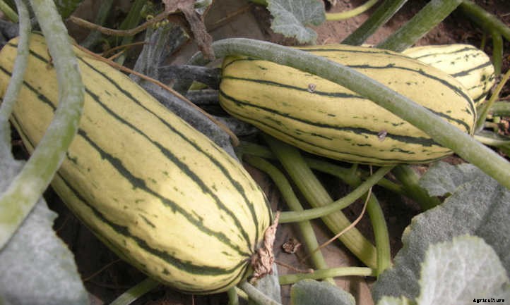 Growing Delicata Squash For Autumn Flavor
