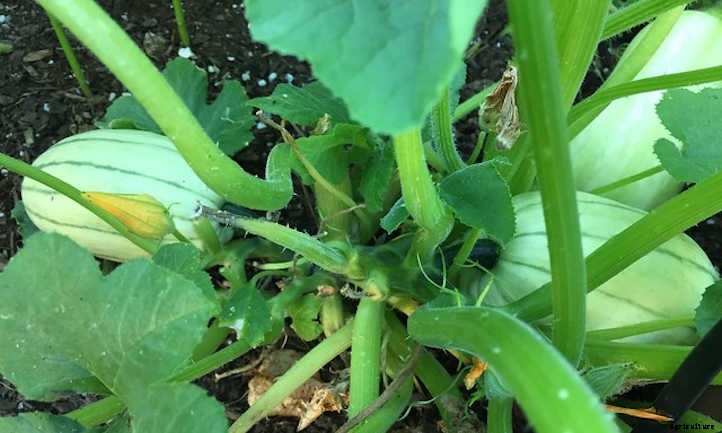 Growing Delicata Squash For Autumn Flavor