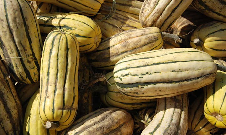 Growing Delicata Squash For Autumn Flavor