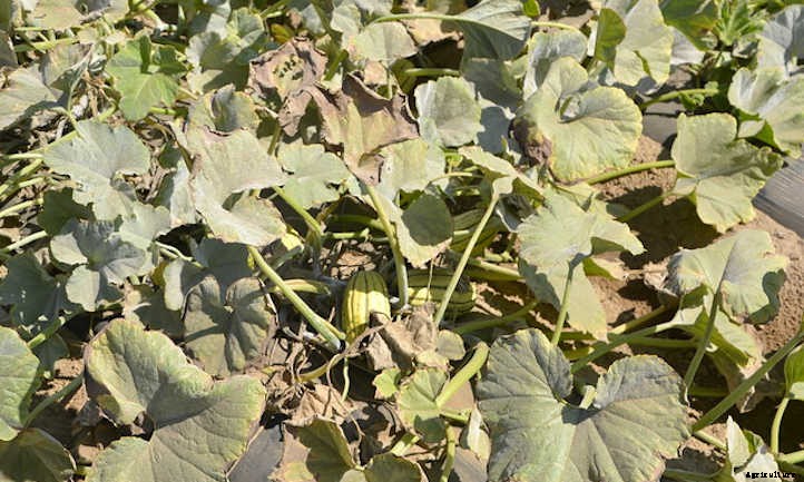 Growing Delicata Squash For Autumn Flavor