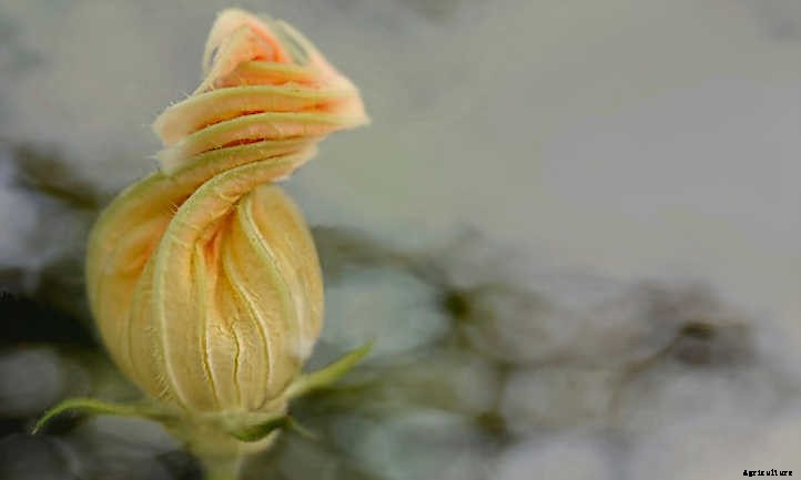 Growing Delicata Squash For Autumn Flavor