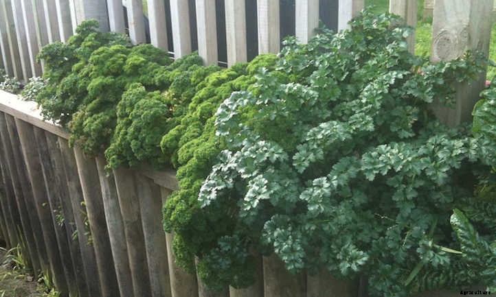 Growing Parsley, The Underutilized Herb