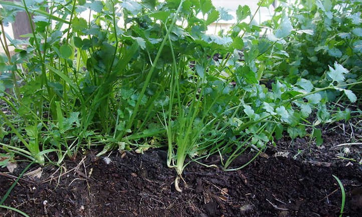 Growing Parsley, The Underutilized Herb