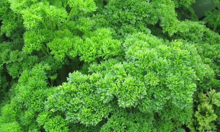Growing Parsley, The Underutilized Herb