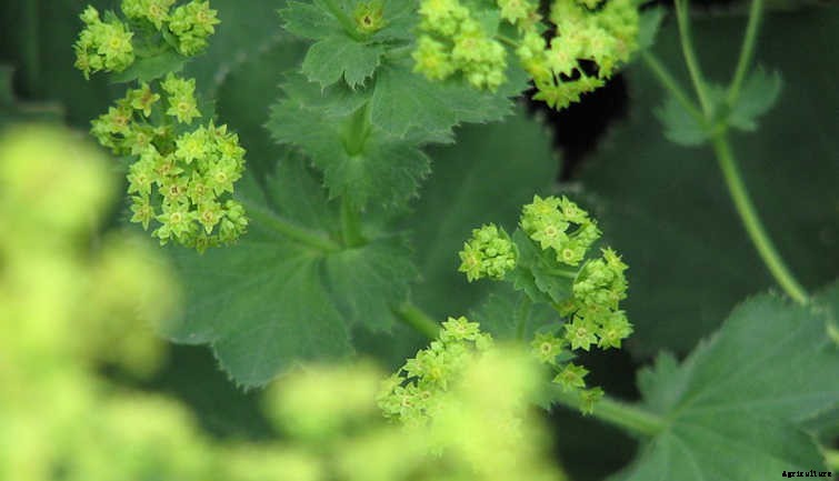 Growing Parsley, The Underutilized Herb