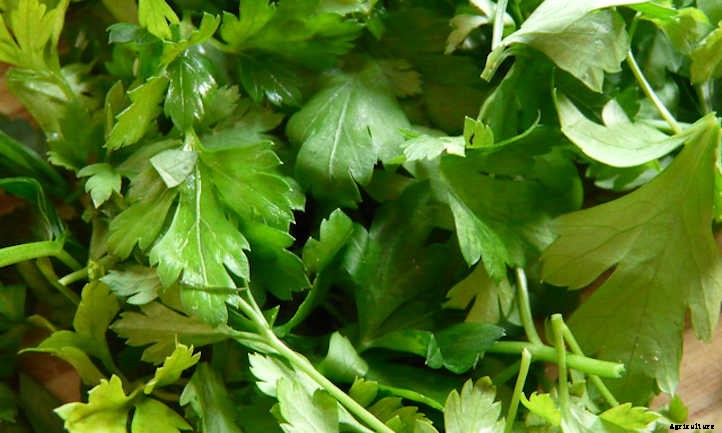Growing Parsley, The Underutilized Herb