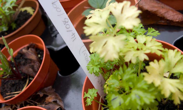 Growing Parsley, The Underutilized Herb