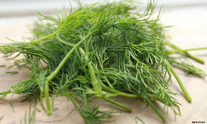 How To Harvest Dill And Store It For Later