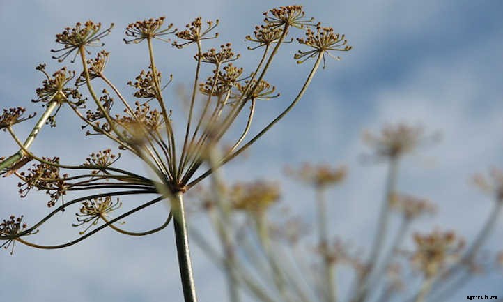 How To Harvest Dill And Store It For Later