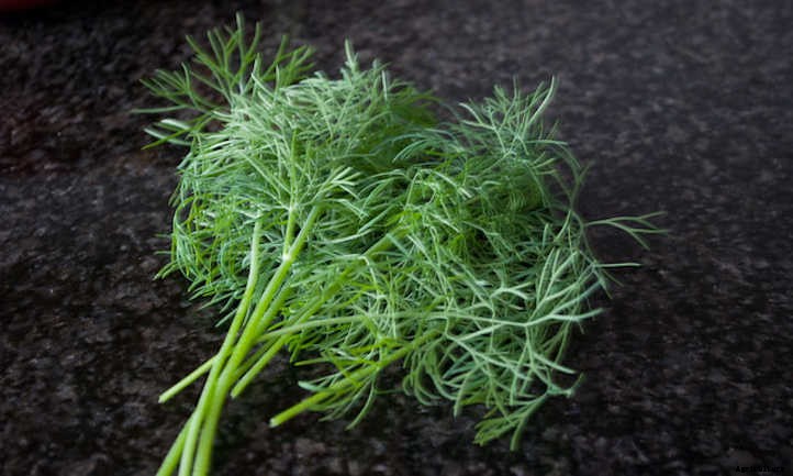 How To Harvest Dill And Store It For Later