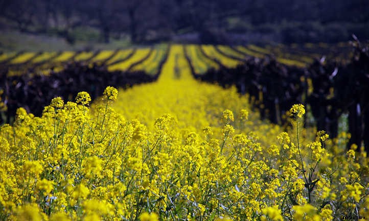 Growing Mustard Greens: Salad With Spice