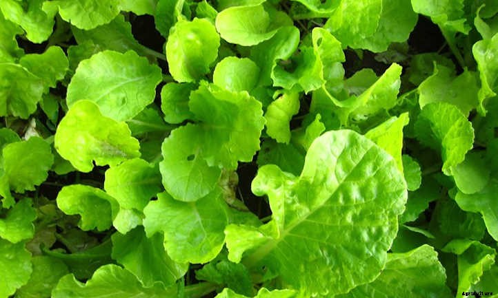 Growing Mustard Greens: Salad With Spice