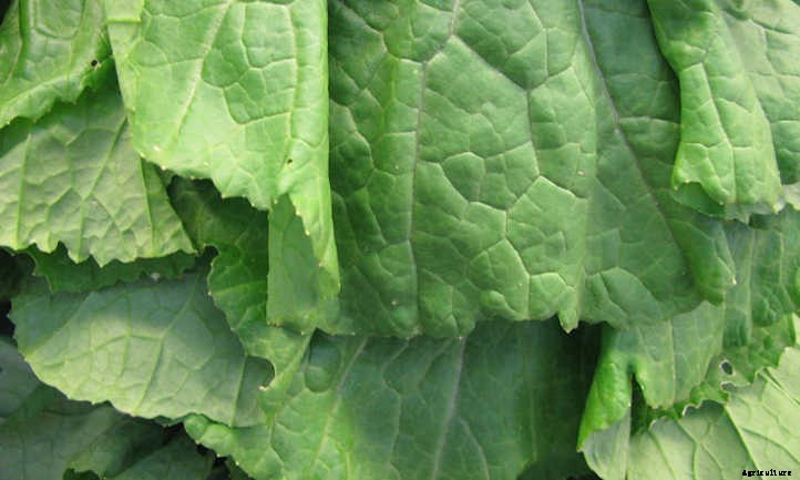 Growing Mustard Greens: Salad With Spice
