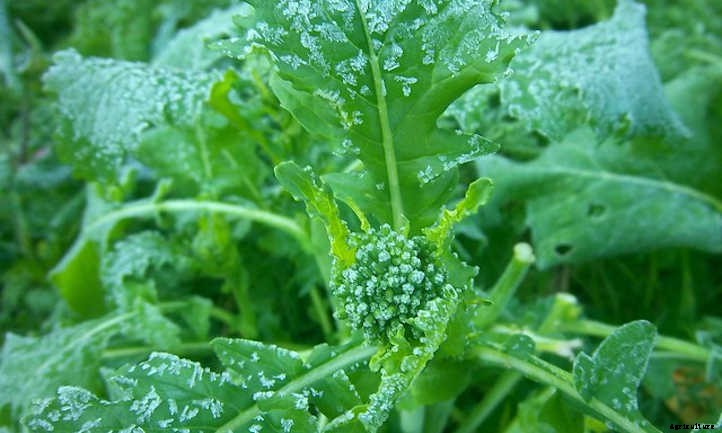 Growing Mustard Greens: Salad With Spice