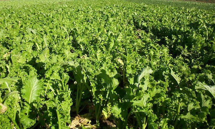 Growing Mustard Greens: Salad With Spice