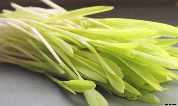 How To Grow Corn Microgreens Fast And Easy