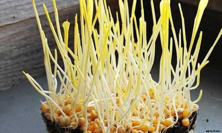 How To Grow Corn Microgreens Fast And Easy