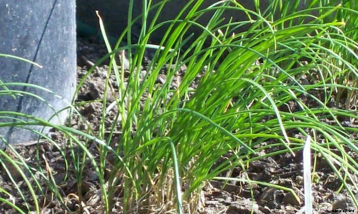 Garlic Chives: The Preferred Chive For Asian Cuisine