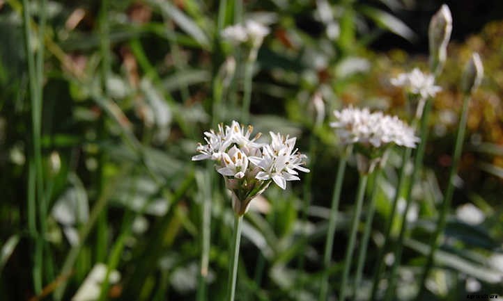 Garlic Chives: The Preferred Chive For Asian Cuisine