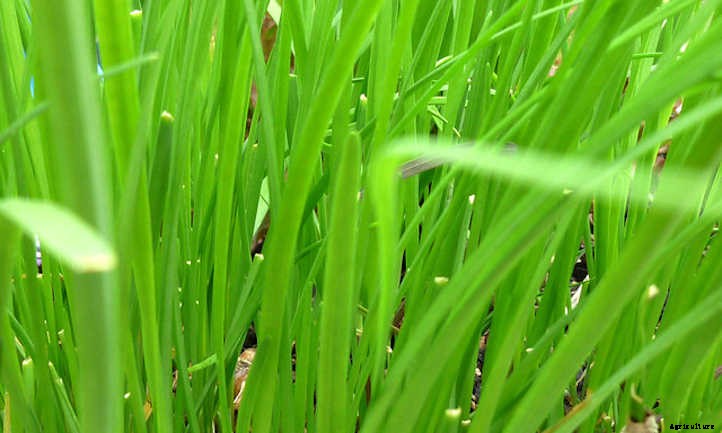 Garlic Chives: The Preferred Chive For Asian Cuisine