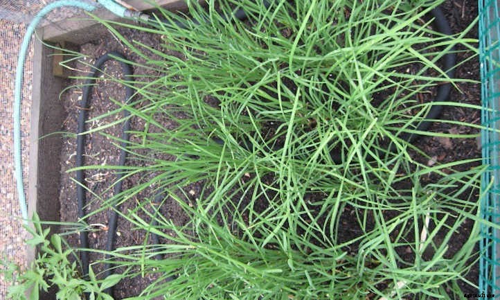 Garlic Chives: The Preferred Chive For Asian Cuisine
