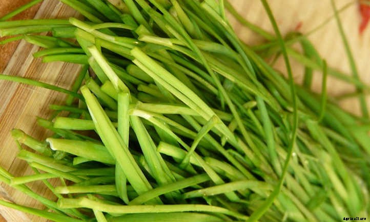 Garlic Chives: The Preferred Chive For Asian Cuisine