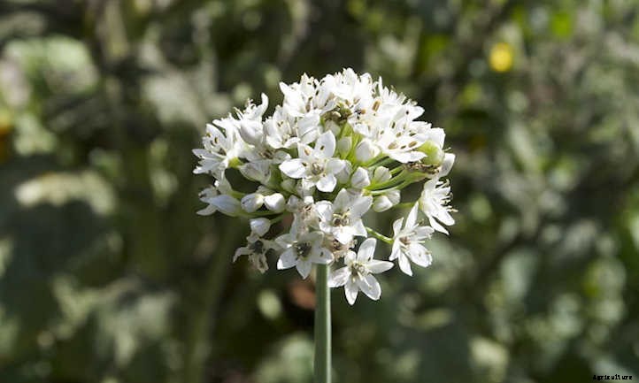 Garlic Chives: The Preferred Chive For Asian Cuisine